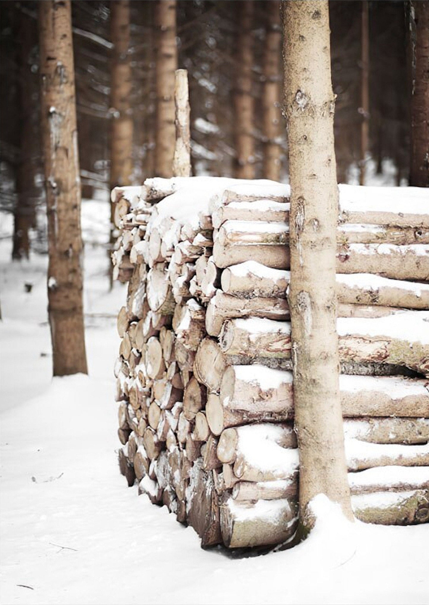 Poster Nordic Path - ohne Rahmen